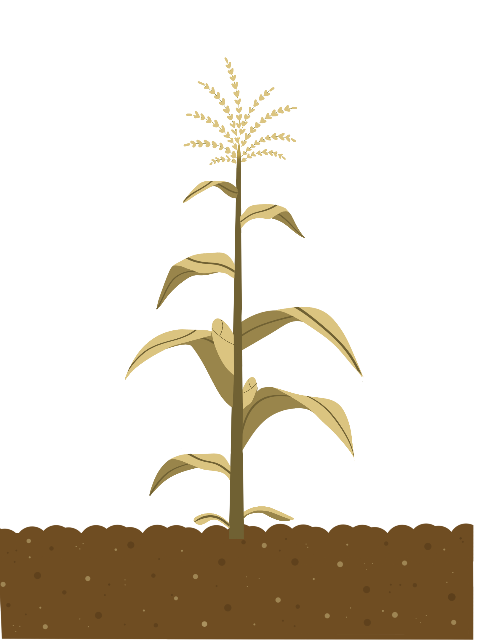 dry plant