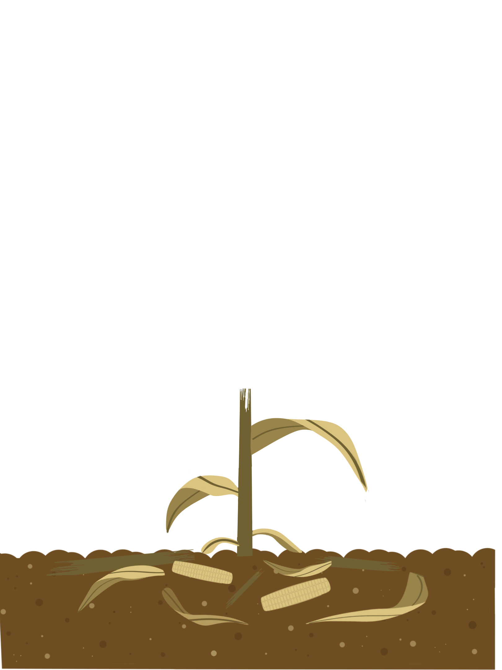 biomass in the field