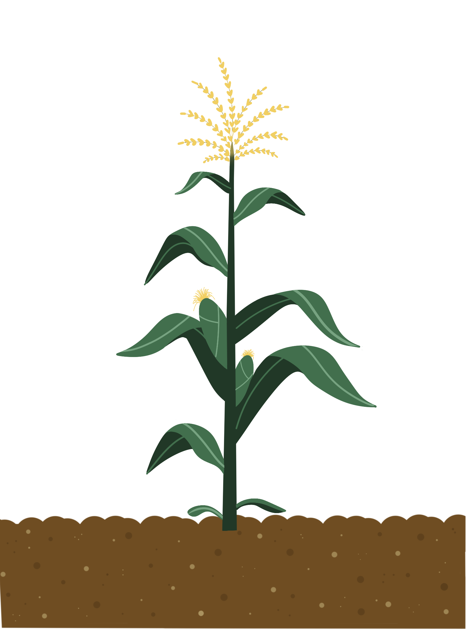 green corn plant