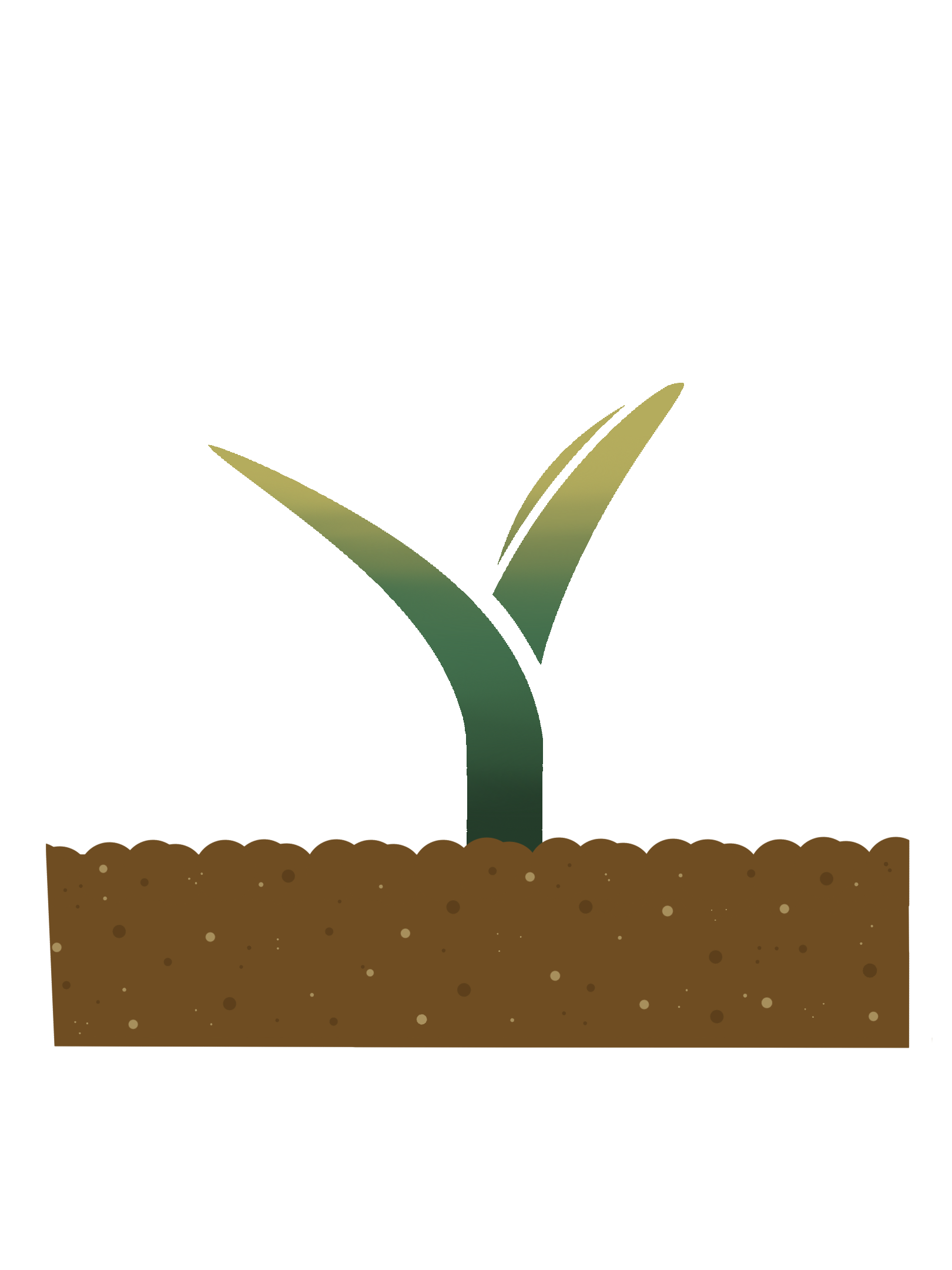 maize seedling