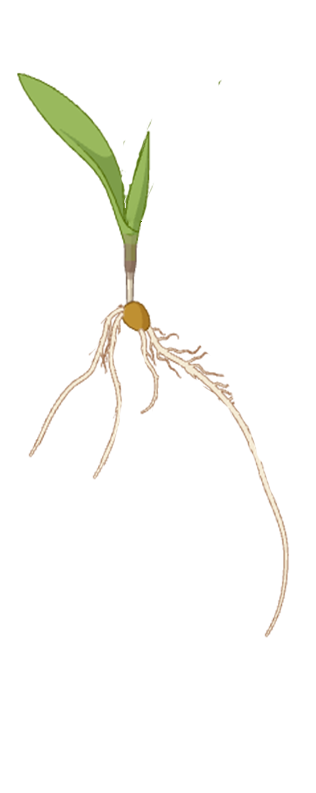 seedling
