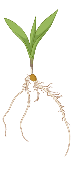 seedling