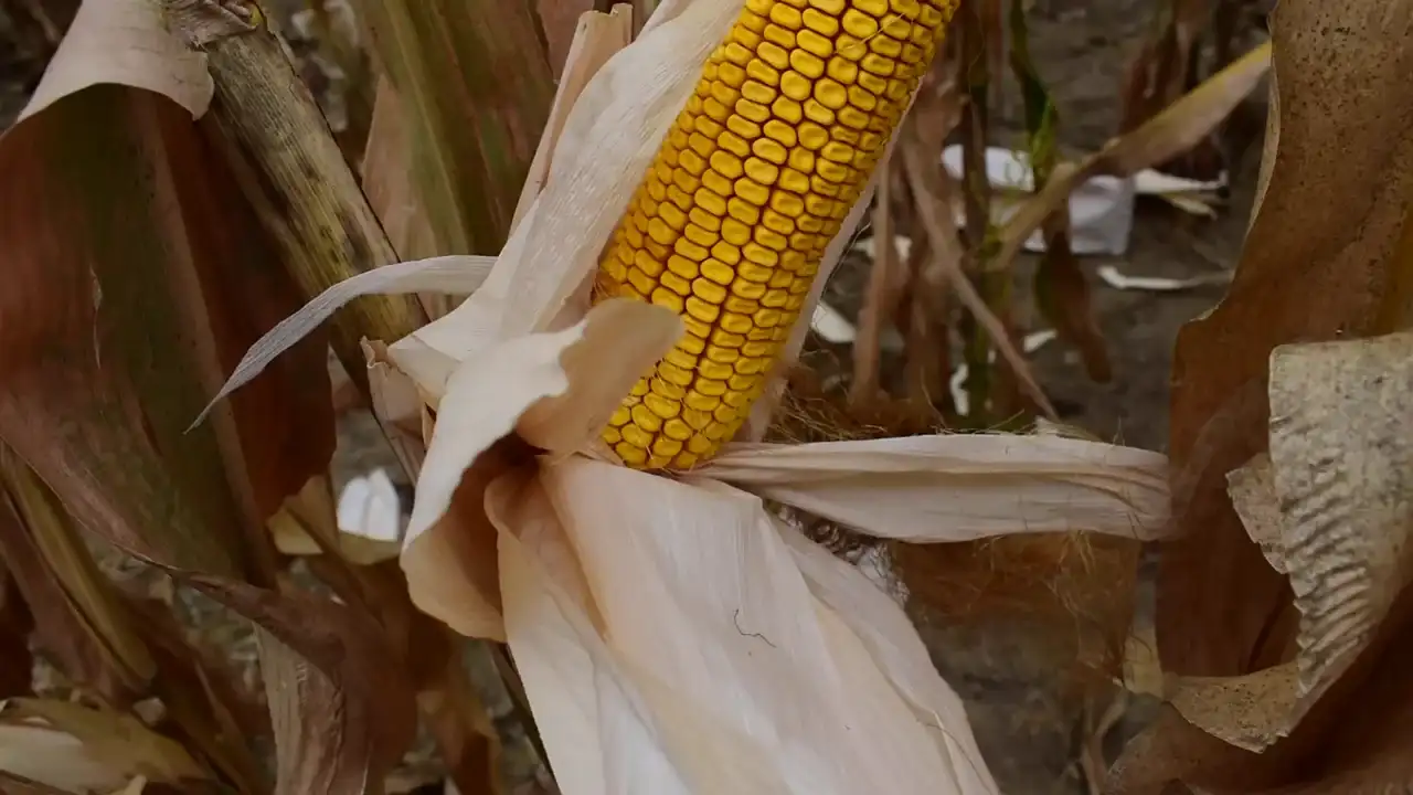 ear in the field