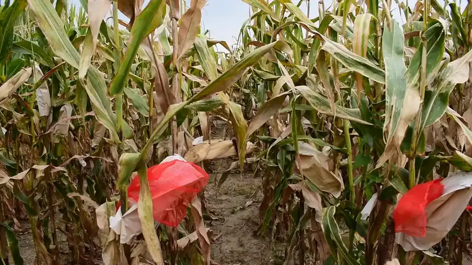 Animated corn harvest
