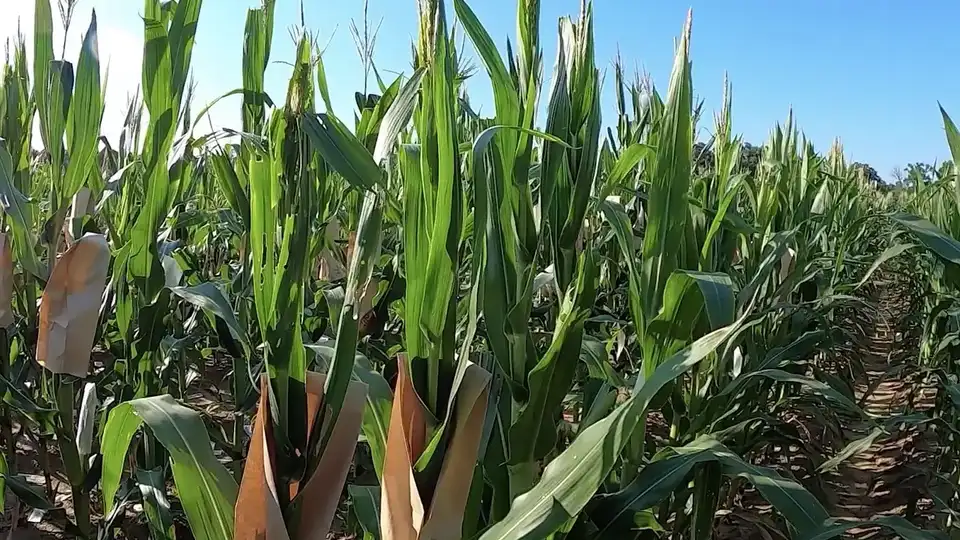 Animated corn harvest