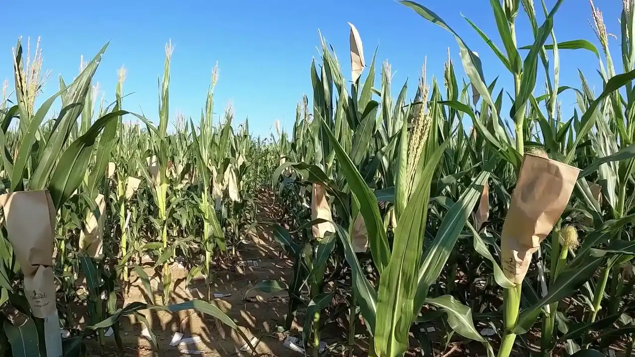 Animated corn harvest