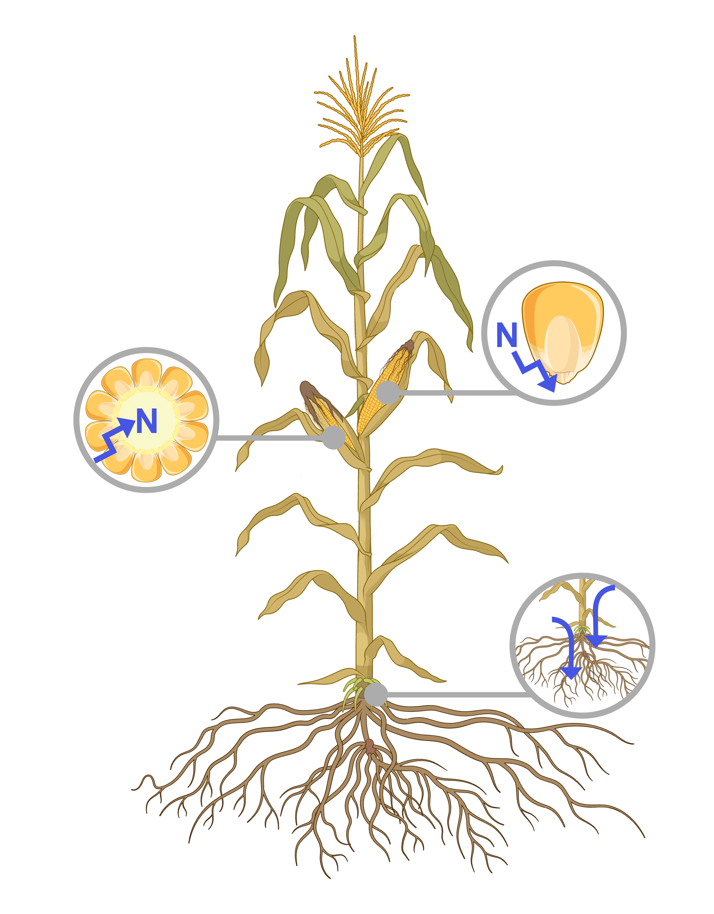 CERCA nitrogen allocation concept