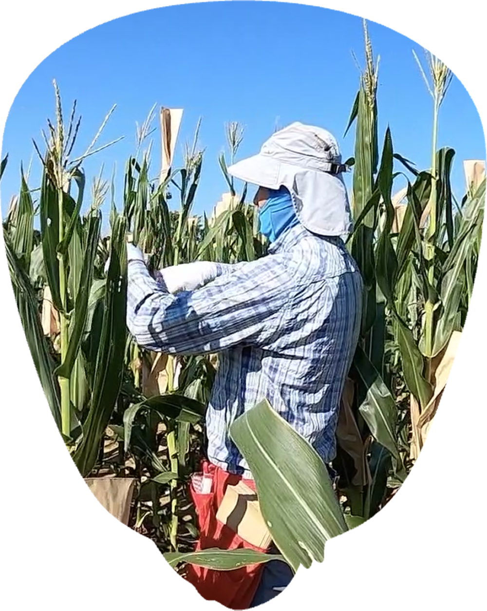 field worker