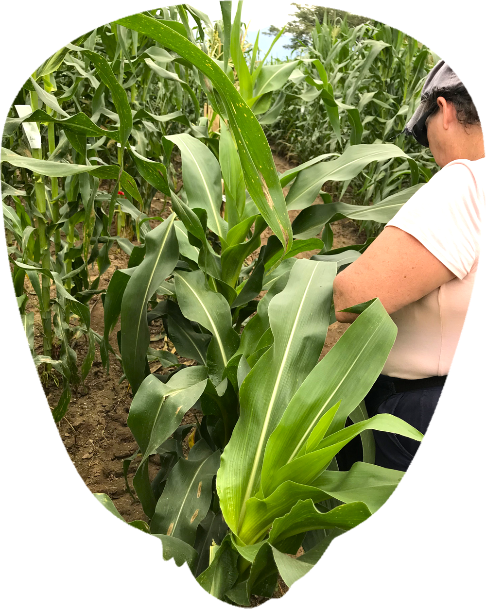 field worker