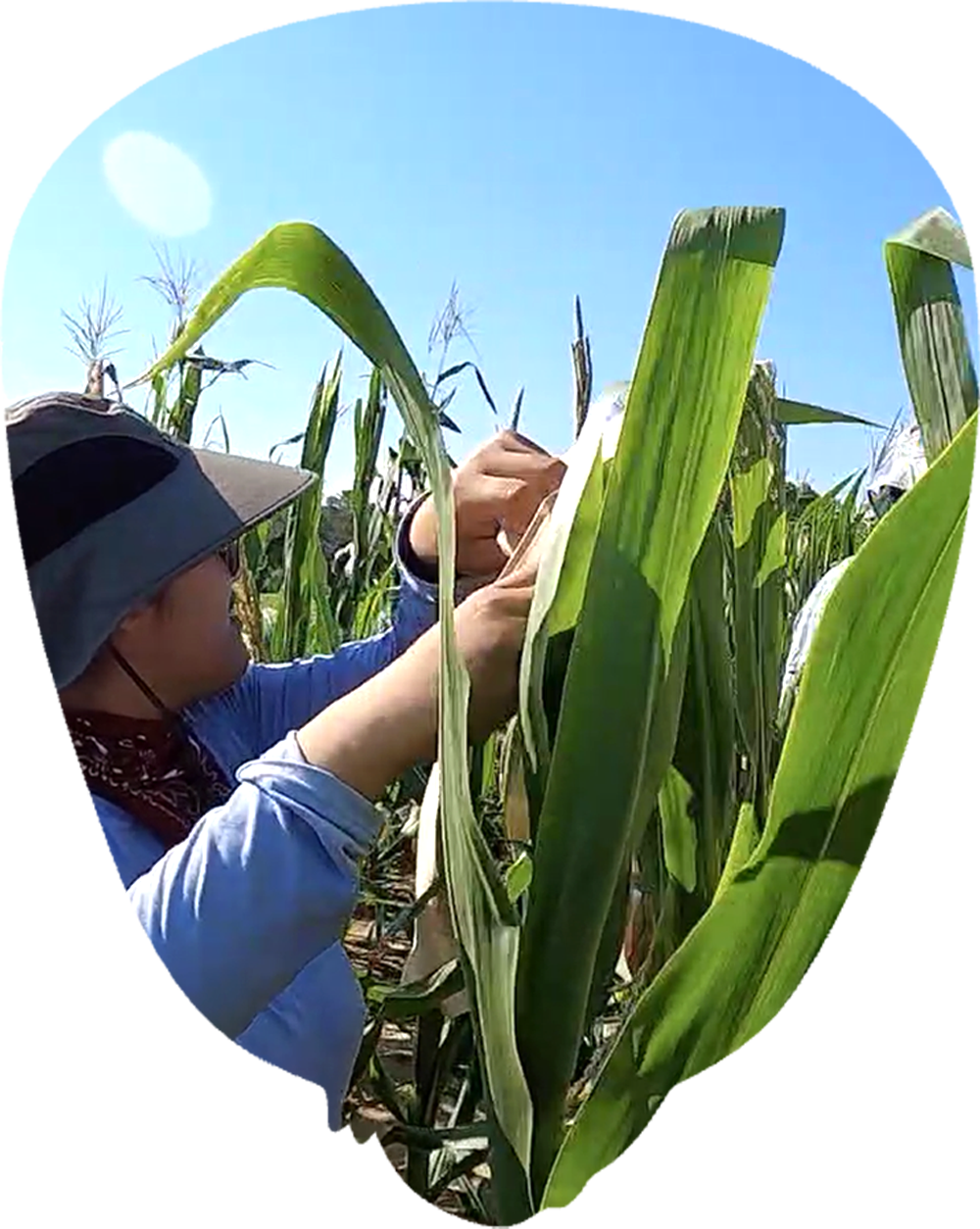 field worker